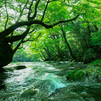 日本名水百選菊池渓谷の水